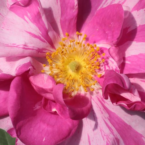Trandafiri online - trandafir gallica - roz - alb - Rosa Rosa Mundi - trandafir cu parfum intens - - - ,-